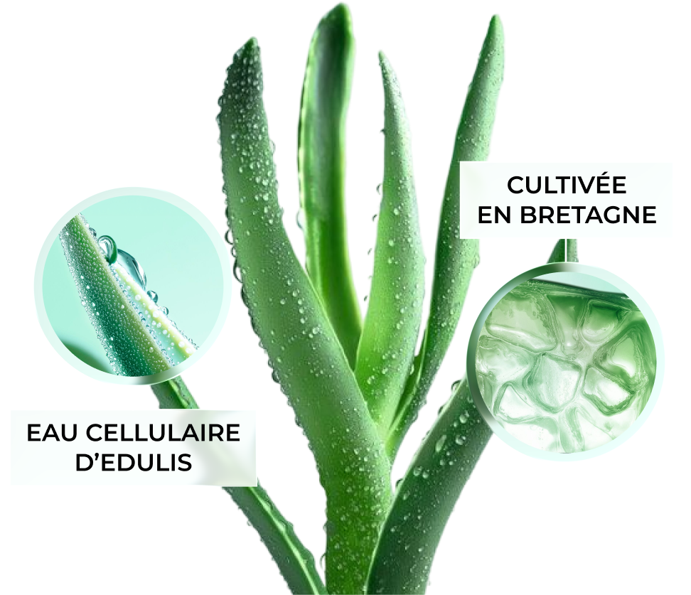 Eau cellulaire d'edulis, cultivée en Bretagne