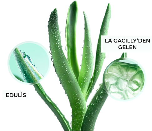 Eau cellulaire d'edulis, cultivée en Bretagne