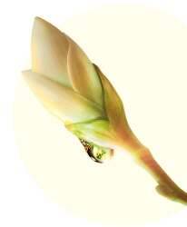 Bitki tomurcuğu nektarı