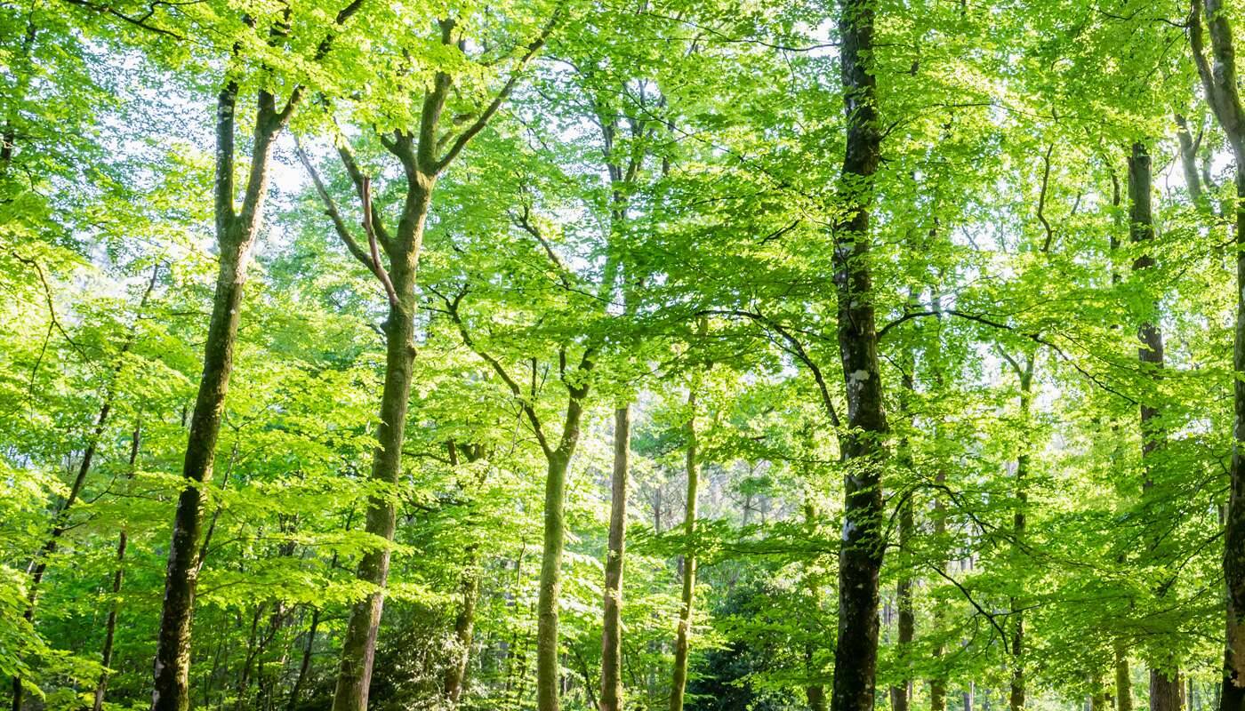 orman ağaçları yüksek yeşil